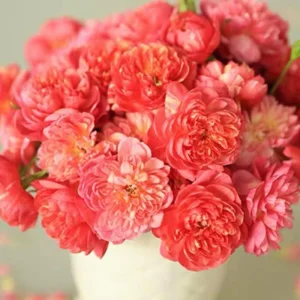 Rose Seeds Mix - 30 Seeds - Fragrant Perennial Flower Seeds for Garden - Image 6