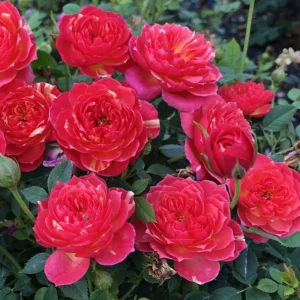 Rose Seeds Mix - 30 Seeds - Fragrant Perennial Flower Seeds for Garden - Image 7