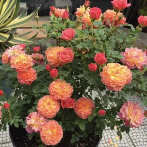 Rose Seeds Mix - 30 Seeds - Fragrant Perennial Flower Seeds for Garden - Image 8