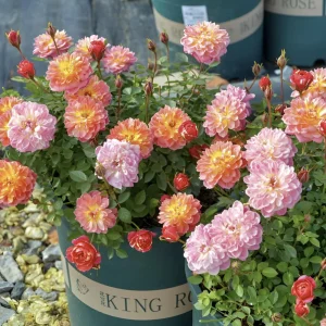 Rose Seeds Mix - 30 Seeds - Fragrant Perennial Flower Seeds for Garden - Image 9