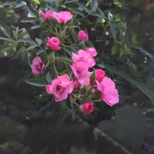 Rose Seeds - Perennial Flower Seeds - Clumping Bloom - Spring, Summer, Fall - Image 10
