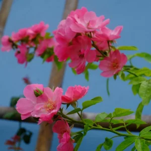Rose Seeds - Perennial Flower Seeds - Clumping Bloom - Spring, Summer, Fall - Image 12