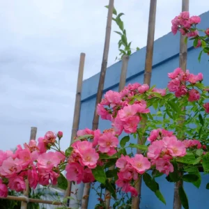 Rose Seeds - Perennial Flower Seeds - Clumping Bloom - Spring, Summer, Fall - Image 13