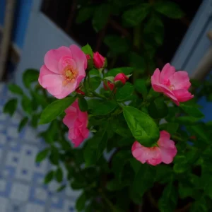 Rose Seeds - Perennial Flower Seeds - Clumping Bloom - Spring, Summer, Fall - Image 14