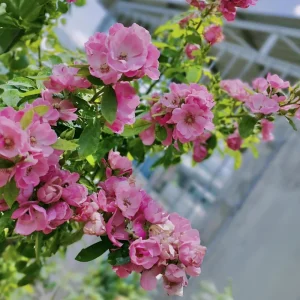 Rose Seeds - Perennial Flower Seeds - Clumping Bloom - Spring, Summer, Fall - Image 15