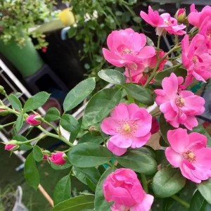 Rose Seeds - Perennial Flower Seeds - Clumping Bloom - Spring, Summer, Fall - Image 16