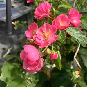 Rose Seeds - Perennial Flower Seeds - Clumping Bloom - Spring, Summer, Fall - Image 17