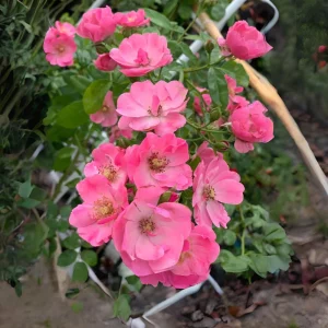 Rose Seeds - Perennial Flower Seeds - Clumping Bloom - Spring, Summer, Fall - Image 18