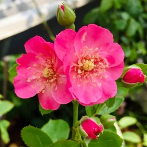Rose Seeds - Perennial Flower Seeds - Clumping Bloom - Spring, Summer, Fall - Image 3