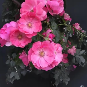 Rose Seeds - Perennial Flower Seeds - Clumping Bloom - Spring, Summer, Fall - Image 4