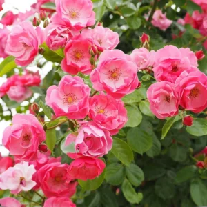 Rose Seeds - Perennial Flower Seeds - Clumping Bloom - Spring, Summer, Fall - Image 5