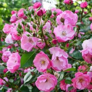 Rose Seeds - Perennial Flower Seeds - Clumping Bloom - Spring, Summer, Fall - Image 6