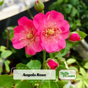 Rose Seeds - Perennial Flower Seeds - Clumping Bloom - Spring, Summer, Fall - Image 1