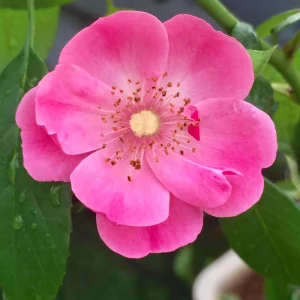 Rose Seeds - Perennial Flower Seeds - Clumping Bloom - Spring, Summer, Fall - Image 7