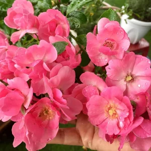 Rose Seeds - Perennial Flower Seeds - Clumping Bloom - Spring, Summer, Fall - Image 8