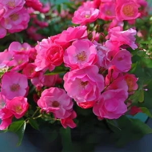 Rose Seeds - Perennial Flower Seeds - Clumping Bloom - Spring, Summer, Fall - Image 9