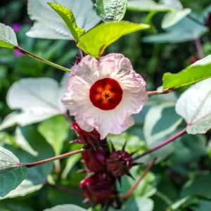 Roselle Hibiscus Live Plant 4in Tall - Edible Sabdariffa - Image 2