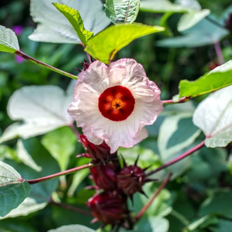 Roselle Hibiscus Live Plant 4in Tall - Edible Sabdariffa - Image 2
