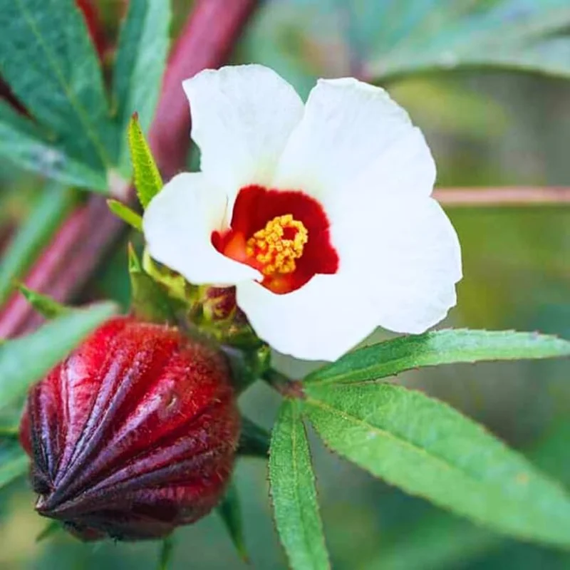 Roselle Hibiscus Live Plant 4in Tall - Edible Sabdariffa - Image 1