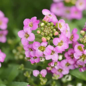 Rosie O'Day Sweet Alyssum Seeds - Lobularia maritima - Rose Pink Fragrant Ground Cover Flowers - 20 Seeds - Image 10