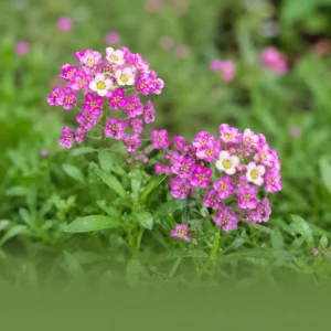 Rosie O'Day Sweet Alyssum Seeds - Lobularia maritima - Rose Pink Fragrant Ground Cover Flowers - 20 Seeds - Image 6