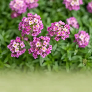 Rosie O'Day Sweet Alyssum Seeds - Lobularia maritima - Rose Pink Fragrant Ground Cover Flowers - 20 Seeds - Image 7