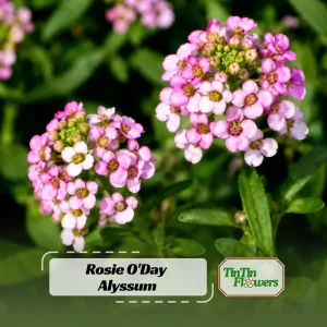 Rosie O'Day Sweet Alyssum Seeds - Lobularia maritima - Rose Pink Fragrant Ground Cover Flowers - 20 Seeds - Image 1