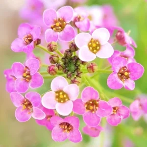 Rosie O'Day Sweet Alyssum Seeds - Lobularia maritima - Rose Pink Fragrant Ground Cover Flowers - 20 Seeds - Image 9