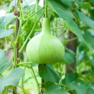Round Bottle Gourd Seeds - Lagenaria Siceraria - 10 Edible Vegetable Seeds - Image 2