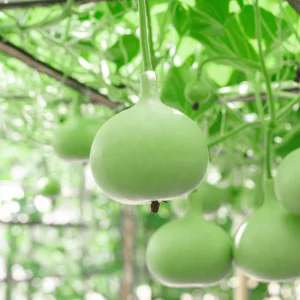 Round Bottle Gourd Seeds - Lagenaria Siceraria - 10 Edible Vegetable Seeds - Image 3