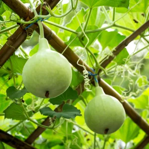 Round Bottle Gourd Seeds - Lagenaria Siceraria - 10 Edible Vegetable Seeds - Image 4