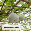 Round Bottle Gourd Seeds - Lagenaria Siceraria - 10 Edible Vegetable Seeds - Image 1