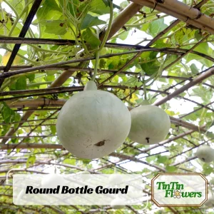 Round Bottle Gourd Seeds - Lagenaria Siceraria - 10 Edible Vegetable Seeds - Image 1