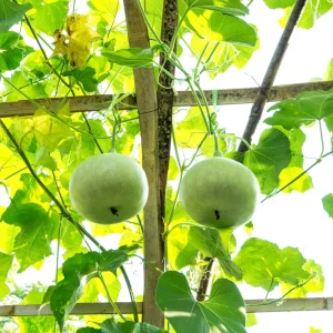 Round Bottle Gourd Seeds - Lagenaria Siceraria - 10 Edible Vegetable Seeds - Image 5