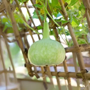 Round Bottle Gourd Seeds - Lagenaria Siceraria - 10 Edible Vegetable Seeds - Image 6