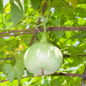 Round Bottle Gourd Seeds - Lagenaria Siceraria - 10 Edible Vegetable Seeds - Image 7