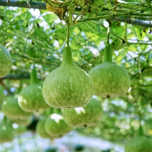 Round Bottle Gourd Seeds - Lagenaria Siceraria - 10 Edible Vegetable Seeds - Image 8