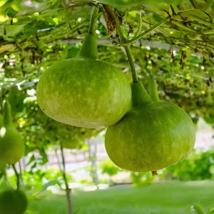 Round Bottle Gourd Seeds - Lagenaria Siceraria - 10 Edible Vegetable Seeds - Image 9