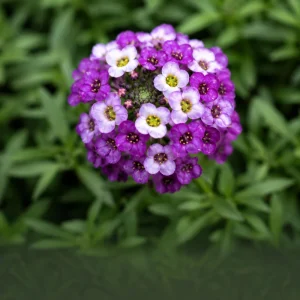 Royal Carpet Sweet Alyssum Seeds - Purple Fragrant Ground Cover Flowers - 20 Seeds - Image 2