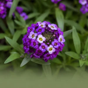 Royal Carpet Sweet Alyssum Seeds - Purple Fragrant Ground Cover Flowers - 20 Seeds - Image 3