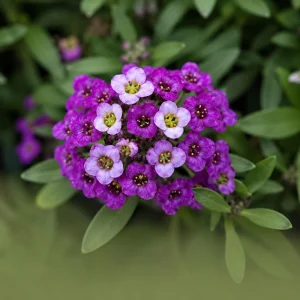 Royal Carpet Sweet Alyssum Seeds - Purple Fragrant Ground Cover Flowers - 20 Seeds - Image 4