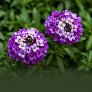 Royal Carpet Sweet Alyssum Seeds - Purple Fragrant Ground Cover Flowers - 20 Seeds - Image 5
