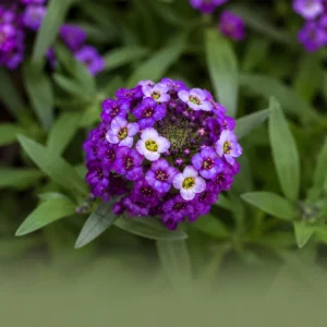 Royal Carpet Sweet Alyssum Seeds - Purple Fragrant Ground Cover Flowers - 20 Seeds - Image 6