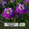 Royal Carpet Sweet Alyssum Seeds - Purple Fragrant Ground Cover Flowers - 20 Seeds - Image 1