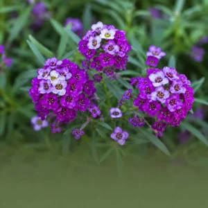 Royal Carpet Sweet Alyssum Seeds - Purple Fragrant Ground Cover Flowers - 20 Seeds - Image 8