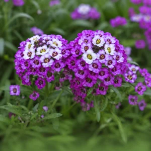 Royal Carpet Sweet Alyssum Seeds - Purple Fragrant Ground Cover Flowers - 20 Seeds - Image 9
