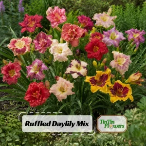 Ruffled Daylily Mix Seeds - Hemerocallis hybrida - 20 Seeds - Hardy Perennial Flower - Image 1