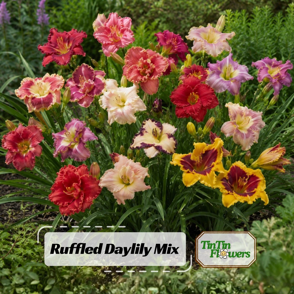 Ruffled Daylily Mix Seeds - Hemerocallis hybrida - 20 Seeds - Hardy Perennial Flower - Image 1