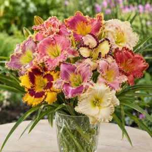 Ruffled Daylily Mix Seeds - Hemerocallis hybrida - 20 Seeds - Hardy Perennial Flower - Image 2
