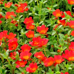 Scarlet Shades Purslane Seeds - Portulaca oleracea - 30 Seeds - Scarlet Red Blooms - Full Sun Ground Cover - Image 10
